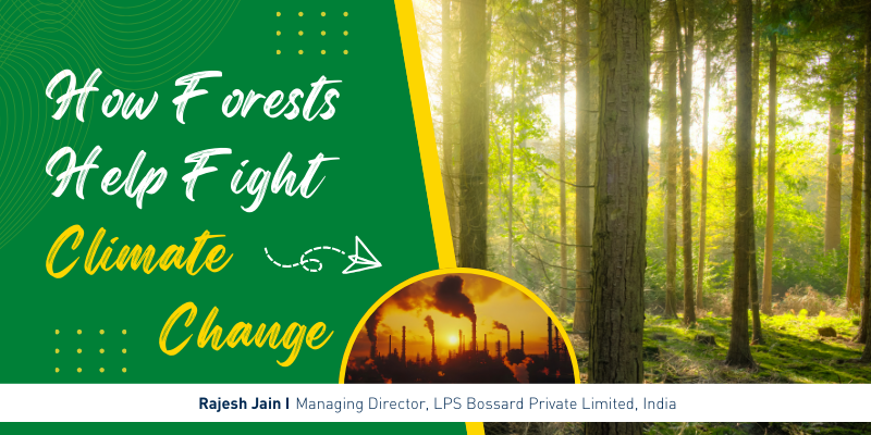 🌳 How Forests Help Fight Climate Change