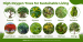 High-Oxygen Trees for Sustainable Living